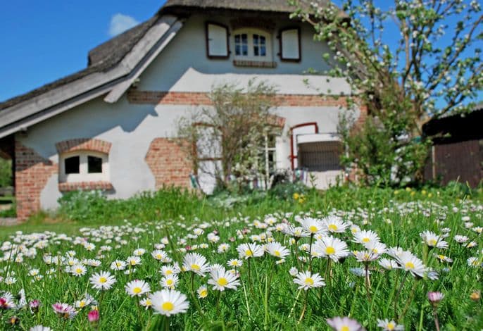 Ferienhaus Sonnenwinkel unterm Reetdach mit Sauna und Kamin - Ferienhaus Sonnenwinkel unterm Reetdach mit Sauna u. Kamin detail 2