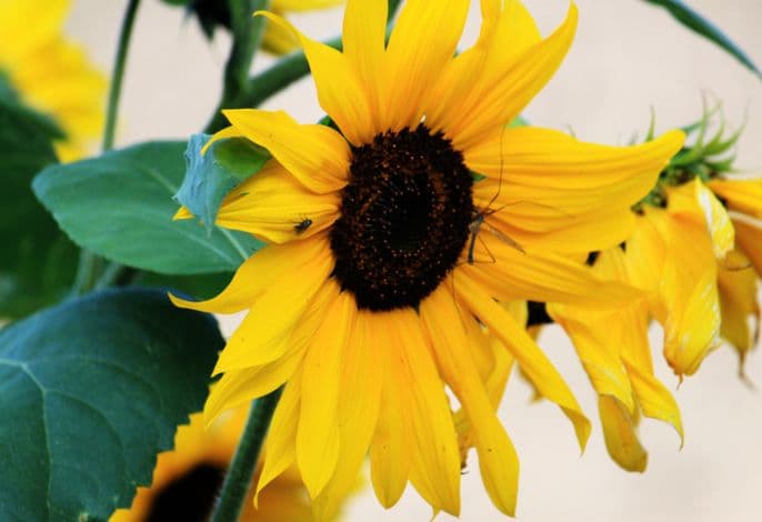 Hof Kranichstein detail 2