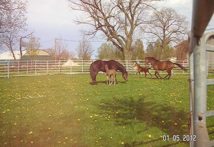 Gut Tribbevitz detail 1