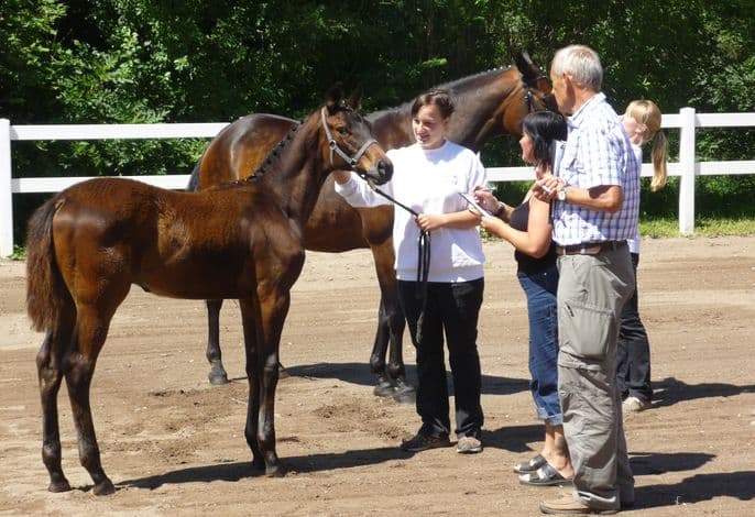 Gut Tribbevitz detail 4