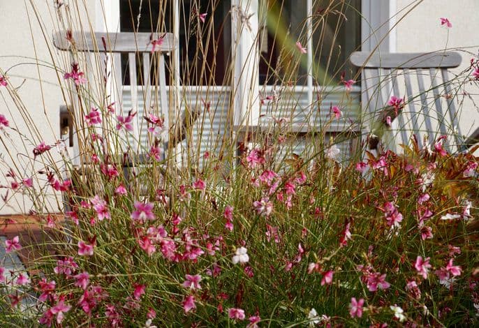 Windrose - Windrose detail 2