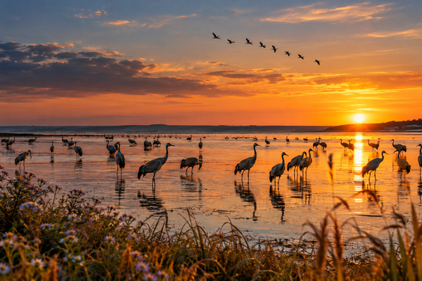 Kraniche im seichten Boddengewässer der Udarser Wiek bei Ummanz während des herbstlichen Kranichzugs auf Rügen im Abendlicht.