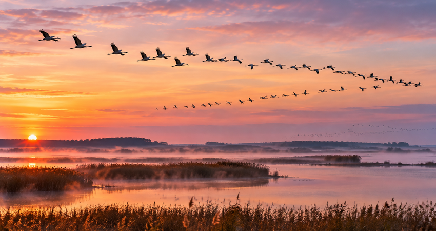 Formationsflug der Kraniche am frühen Morgen über den Boddengewässern auf Rügen im sanften Licht des Sonnenaufgangs.