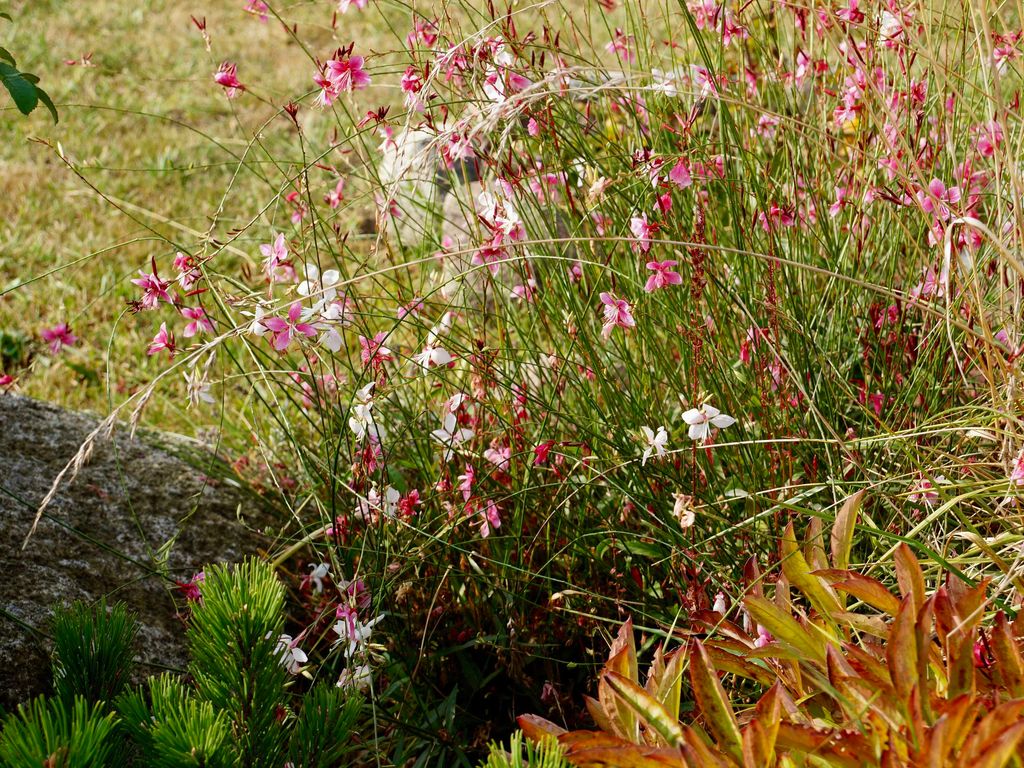 Windrose detail 3