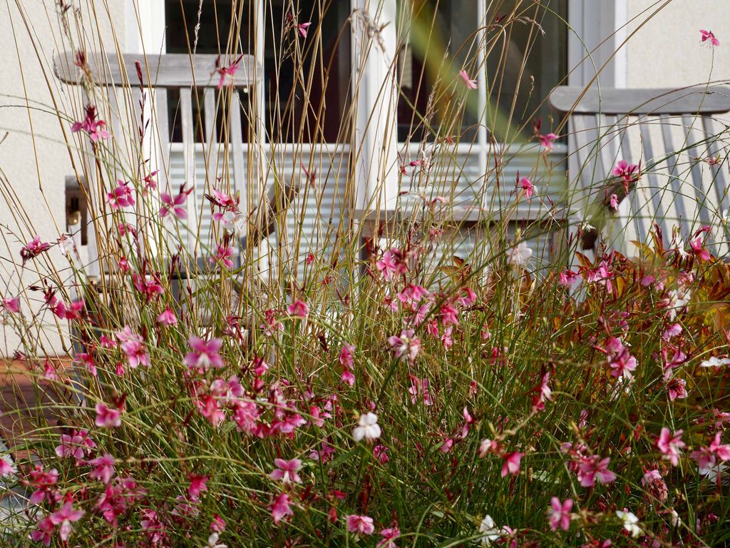 Windrose detail 2