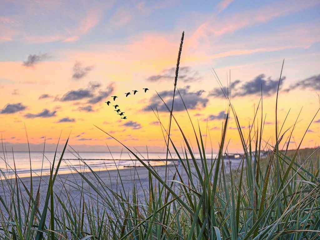 Strandläufer